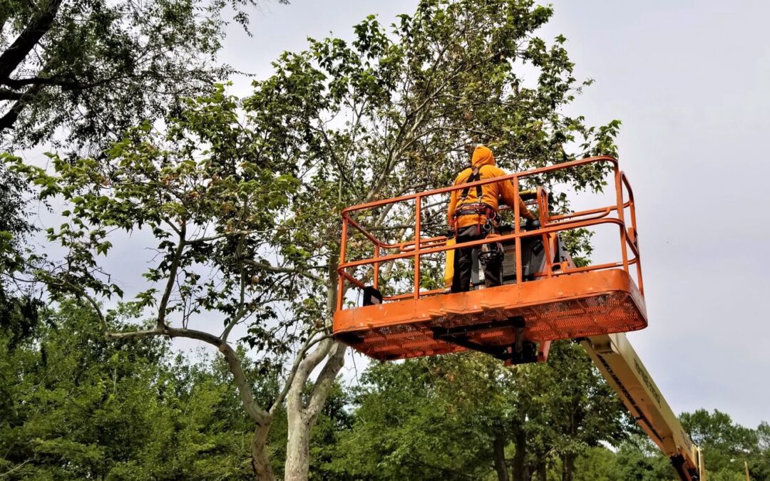 Why Industrial Tree Cutters in Texas Are Essential for Vegetation Management Projects